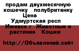 продам двухмесячную кошечку - полубританку › Цена ­ 1 000 - Удмуртская респ., Ижевск г. Животные и растения » Кошки   